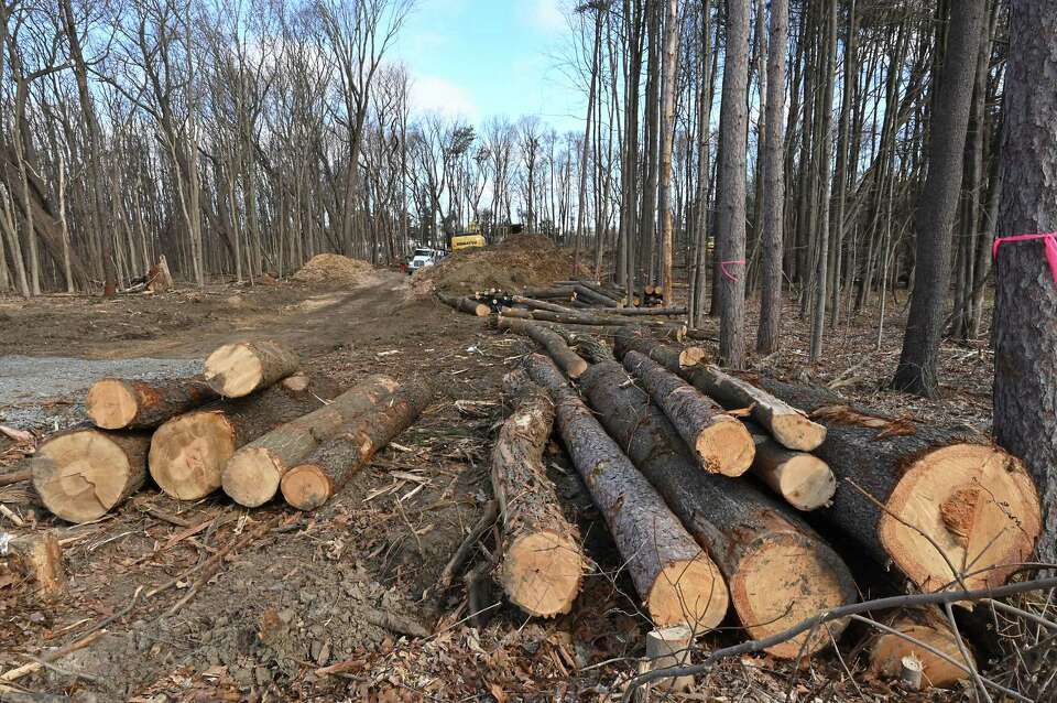 More Luther Forest trees in Malta lost to development