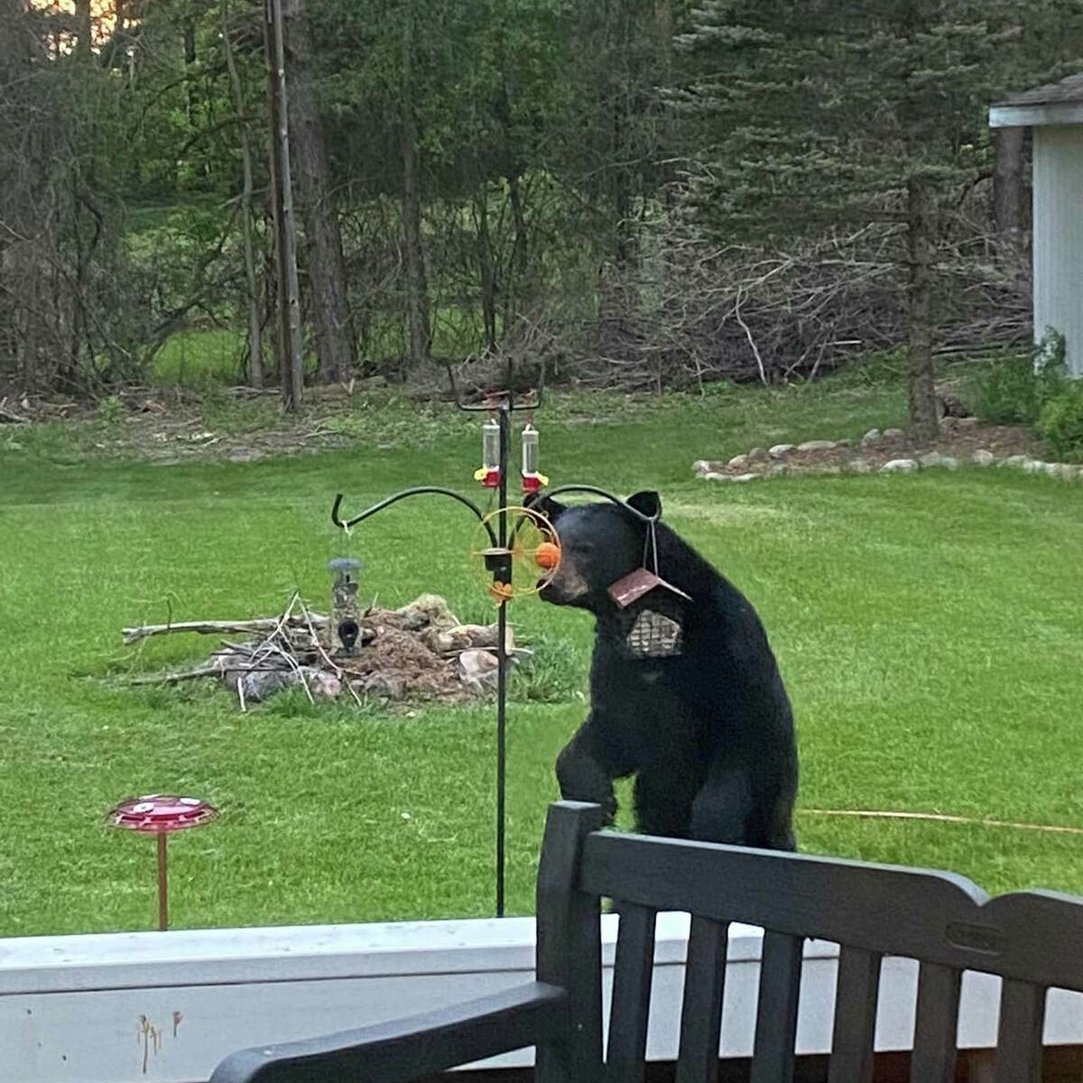 DNR says take bird feeders down as black bear season starts