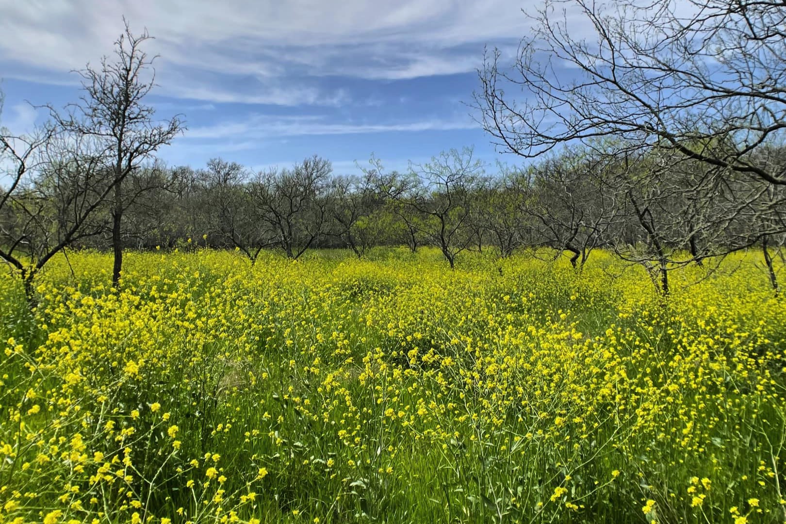 Meet Texas bluebonnets' hungry enemy: 'bastard cabbage'