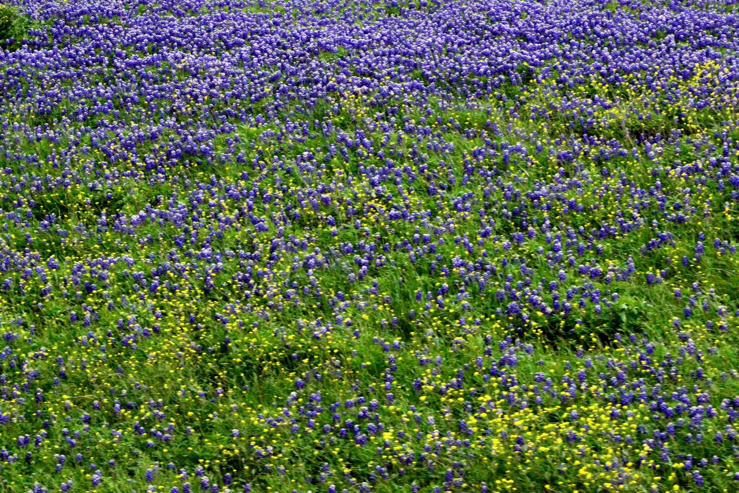 Meet Texas hungry enemy 'bastard cabbage'