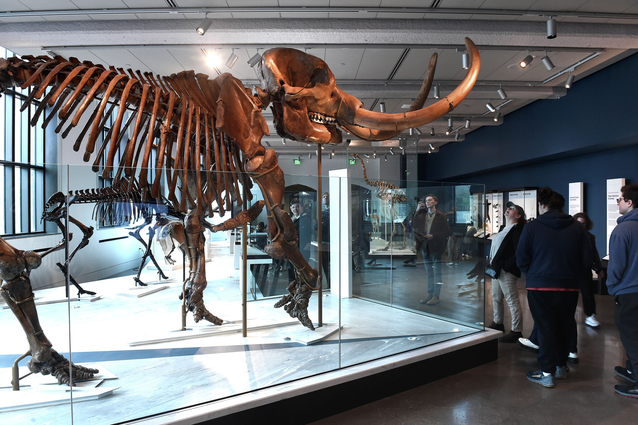 Five Must See Exhibits At New Haven S Renovated Yale Peabody Museum
