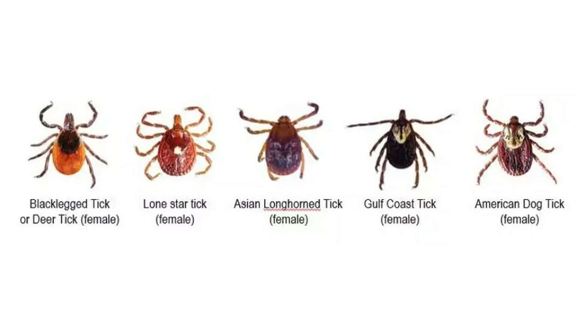 Record number of ticks active over winter this year in CT