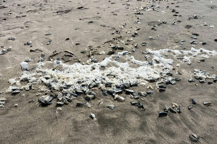 SF beaches are covered in what look like crispy, clear potato chips