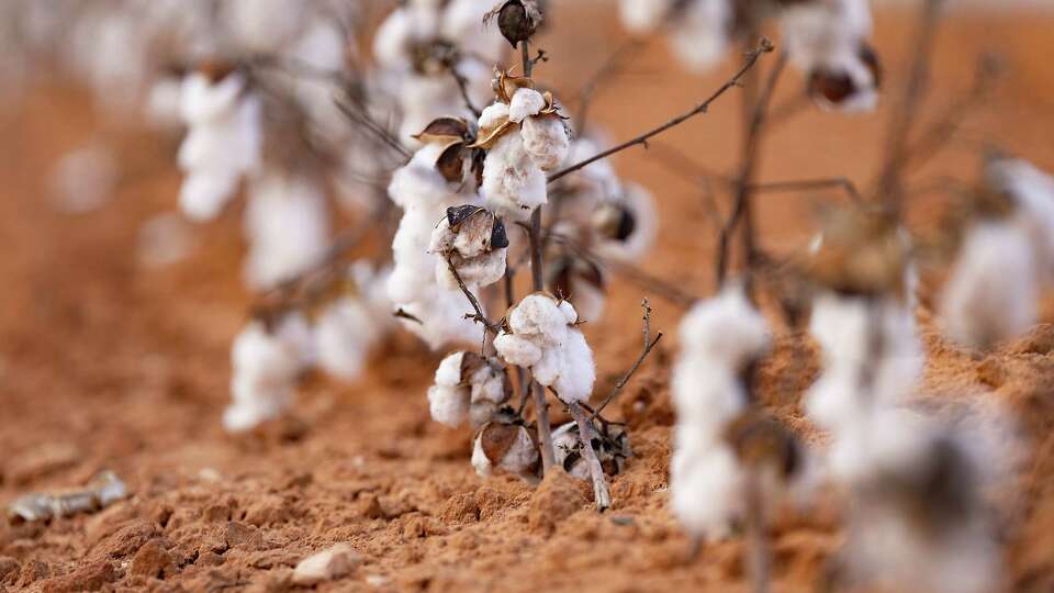 Cotton, leftover from its harvest, remains on the field Thursday, March 7, 2024 in Coahoma.