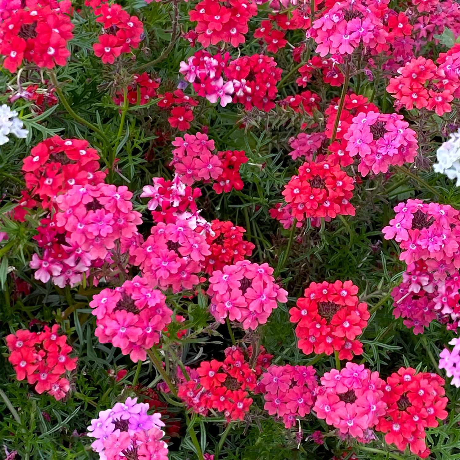 Winning flowers for garden and containers