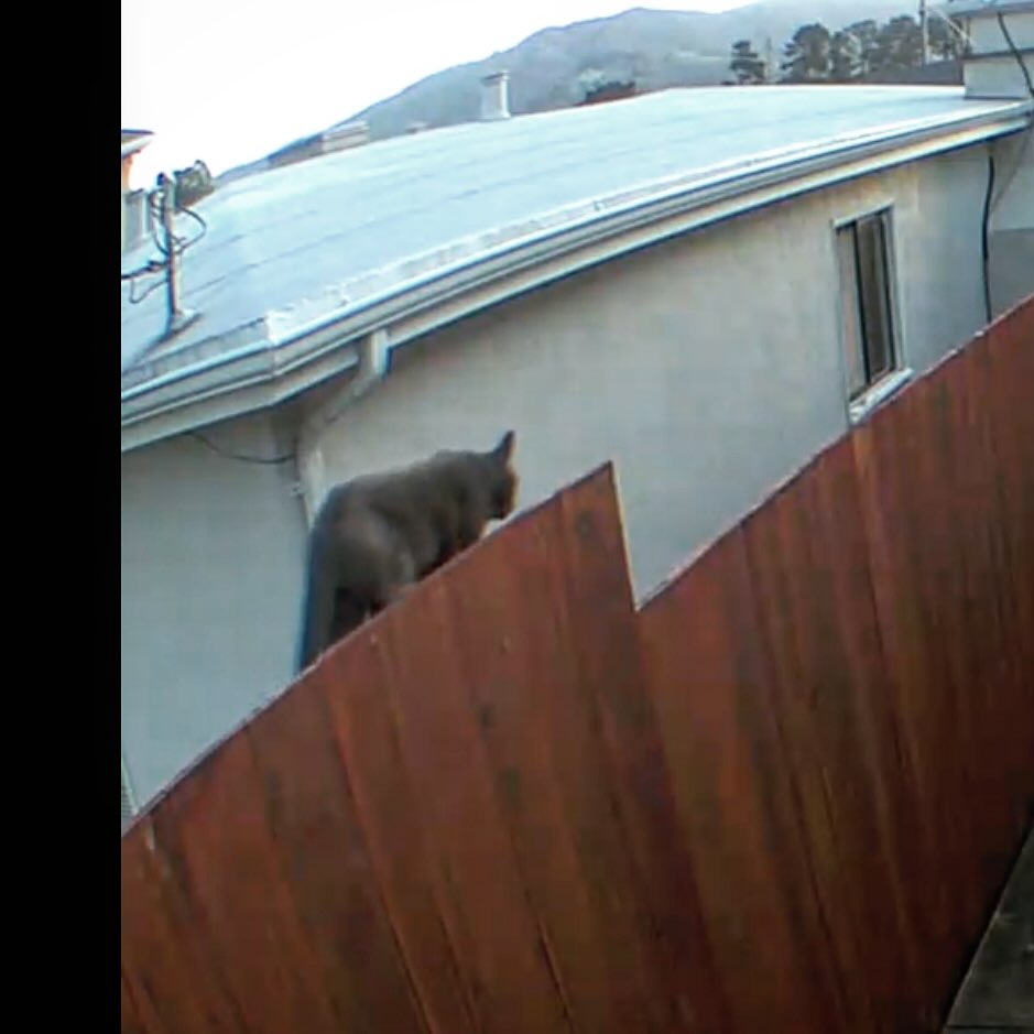 Mountain lion potentially sighted in South San Francisco neighborhood