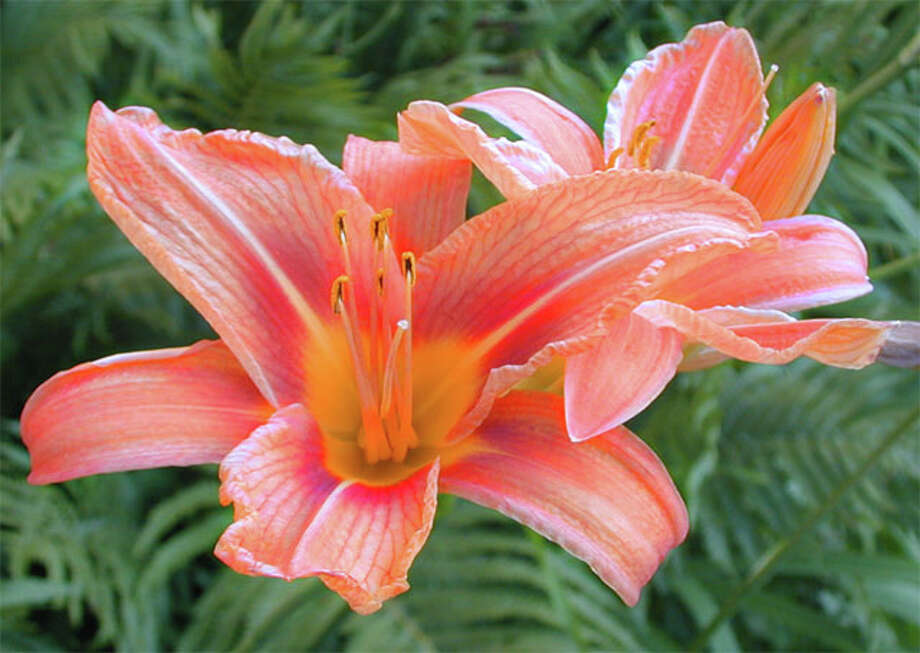 Flowers good enough to eat Beaumont Enterprise