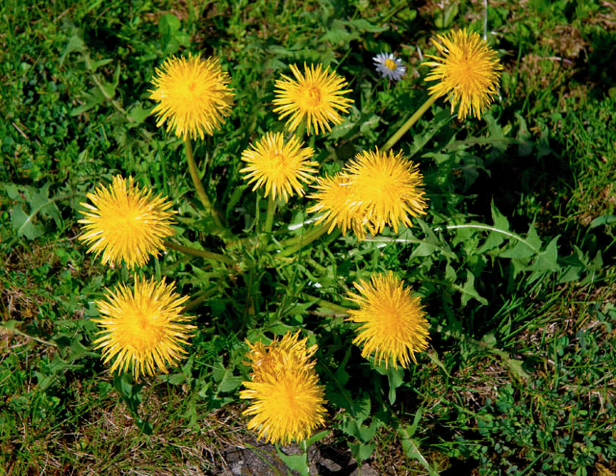 Flowers good enough to eat