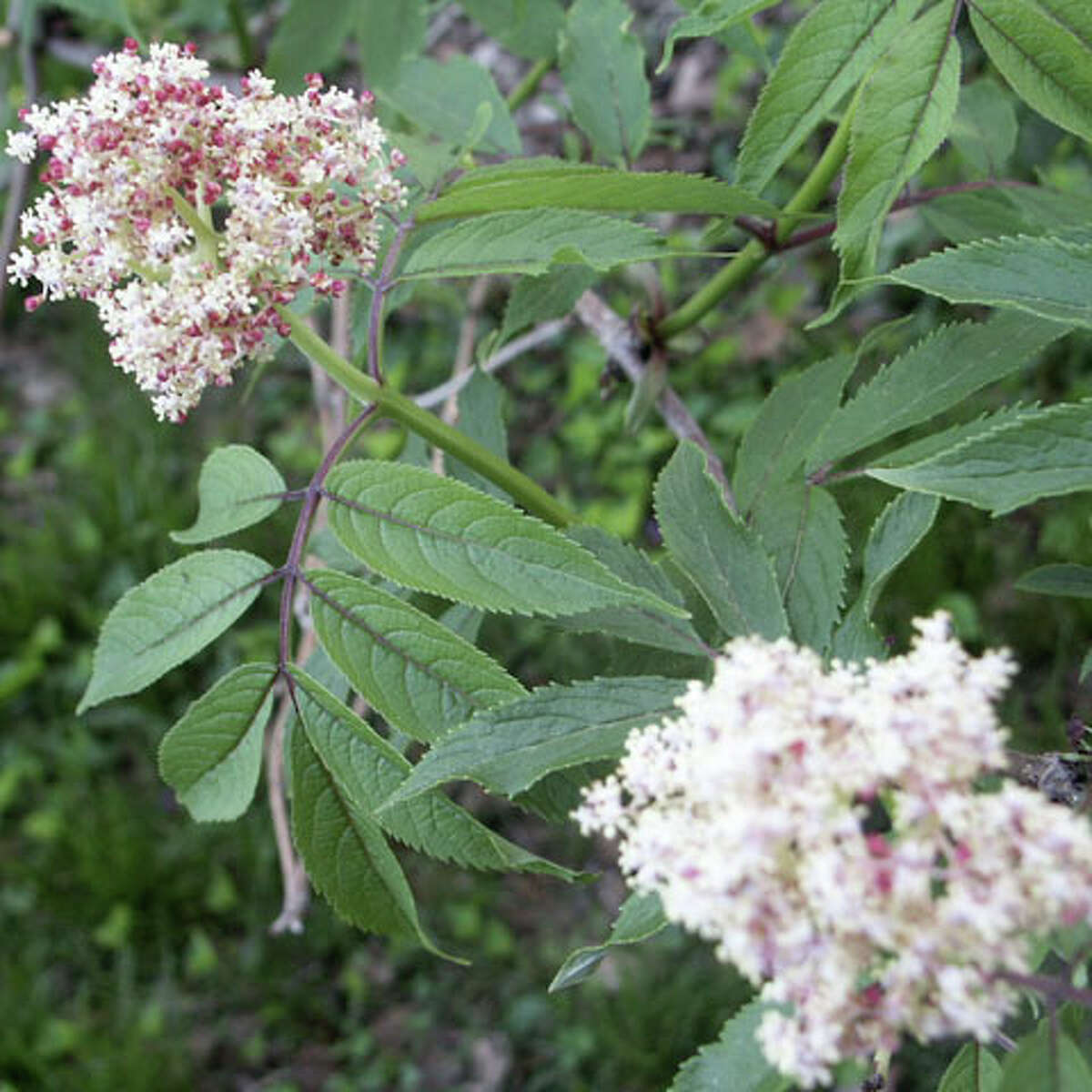 Flowers good enough to eat
