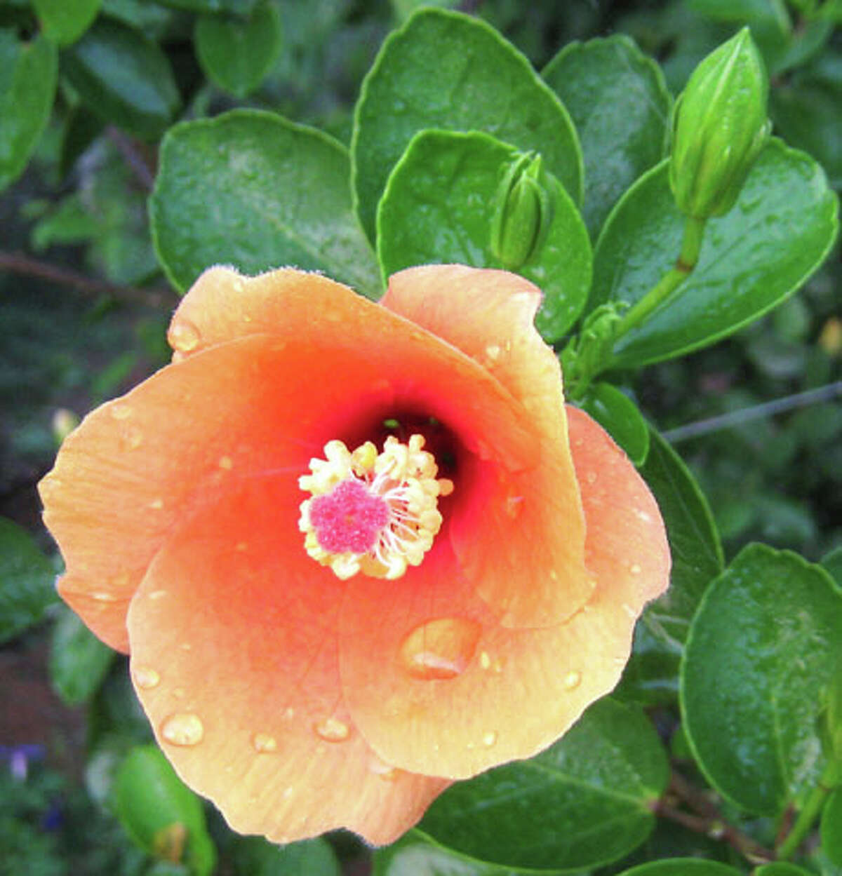 Flowers good enough to eat