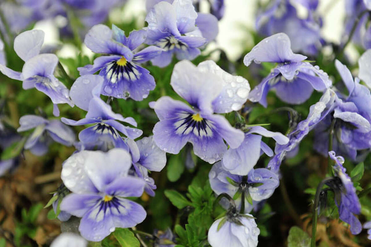 Flowers good enough to eat