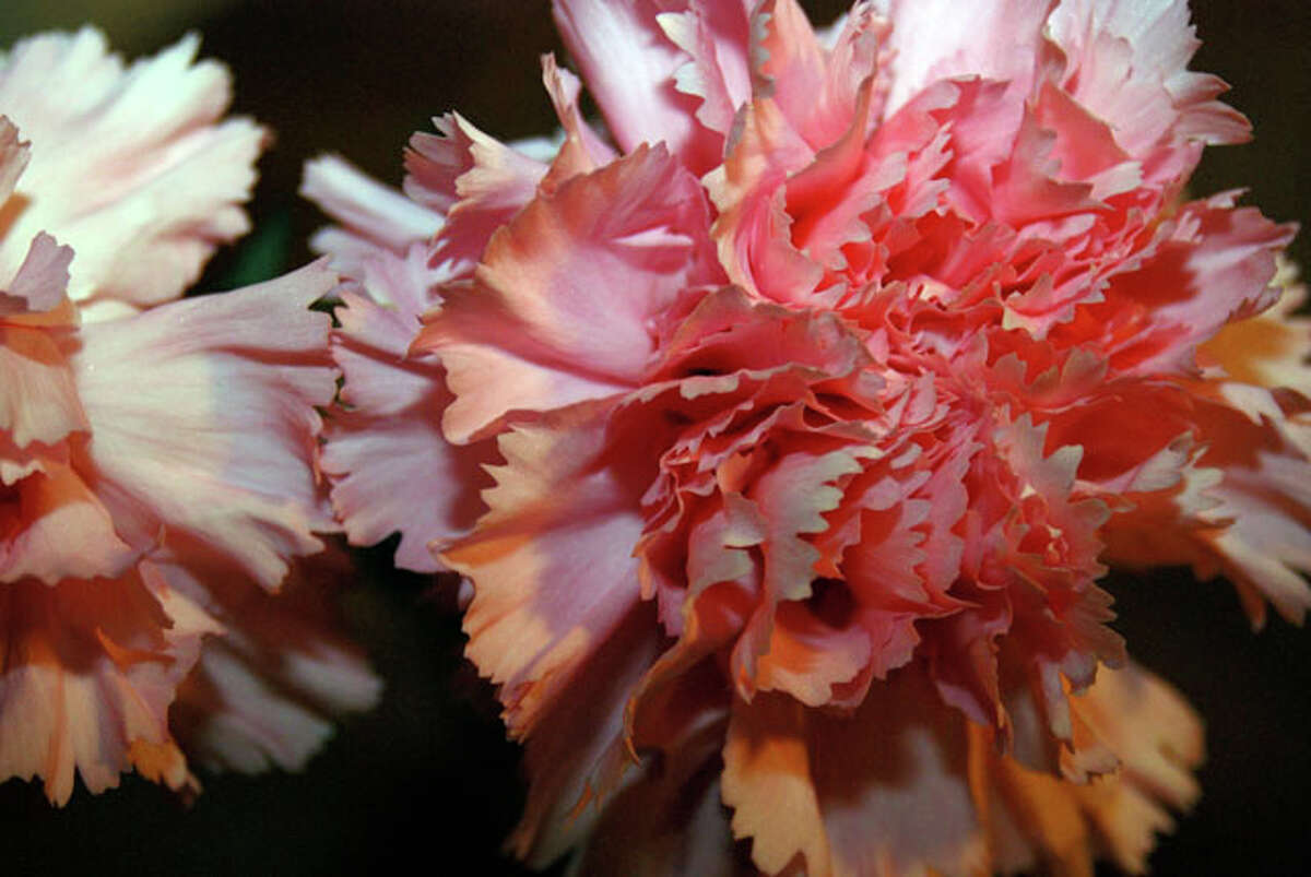 Flowers good enough to eat