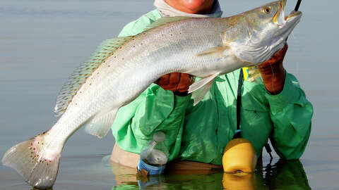 Save the fish. Save the shrimp. Save Texas' coastal wetlands.