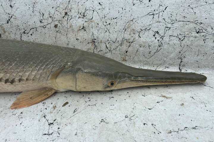 Student makes super rare hybrid gar catch in Texas