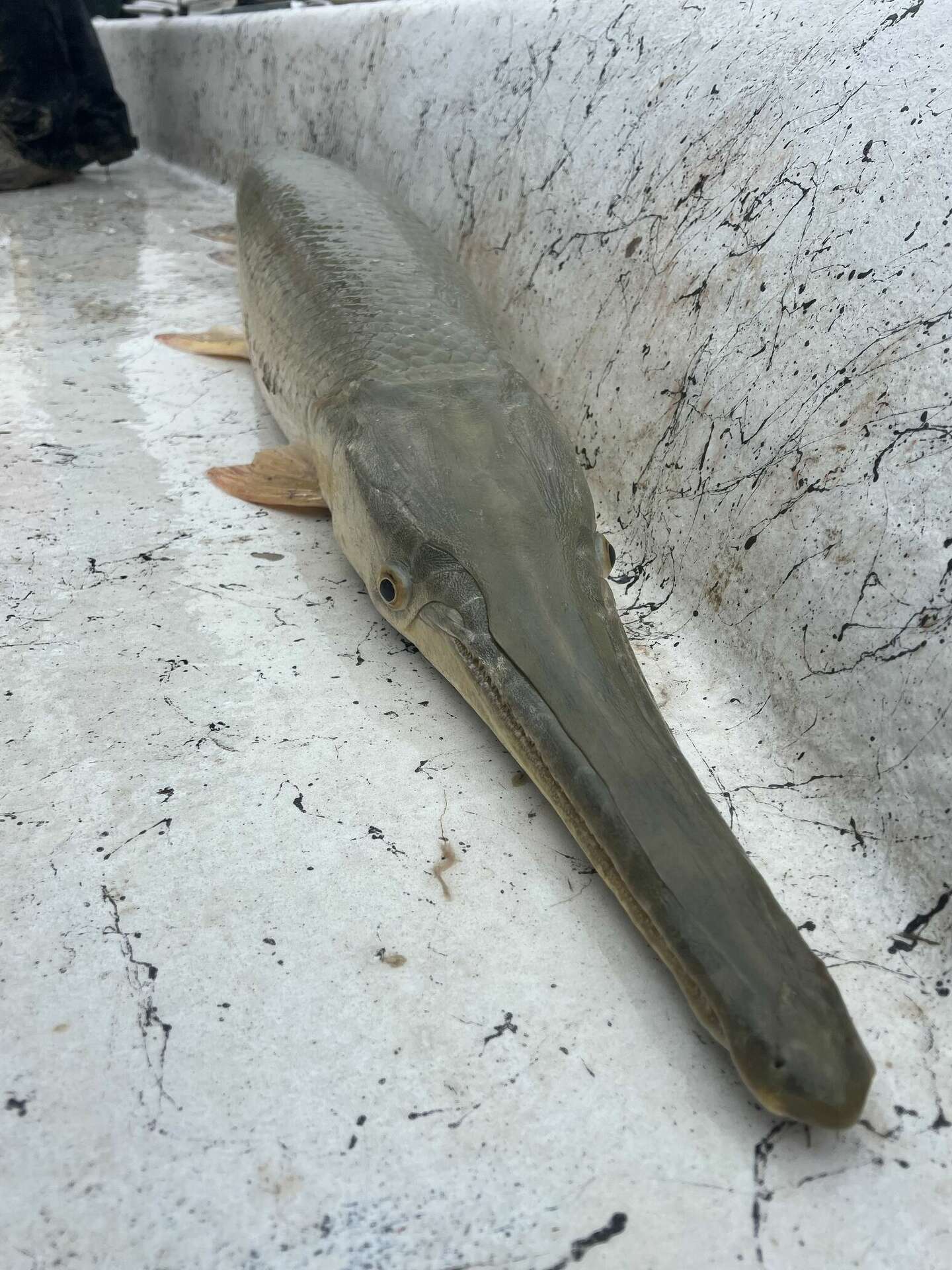 Student makes super rare hybrid gar catch in Texas