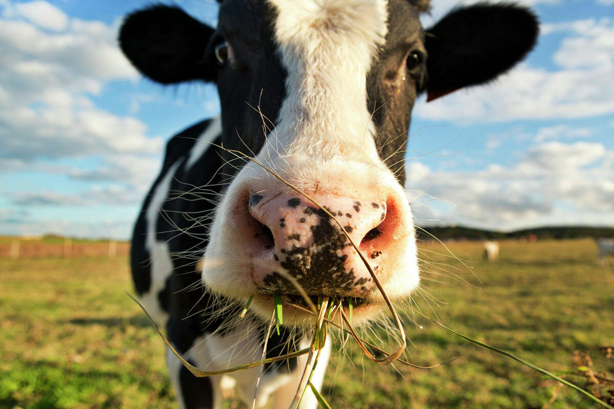 According to state officials, the rare confirmed case is a person living in the Texas panhandle who was in direct contact with cattle. 