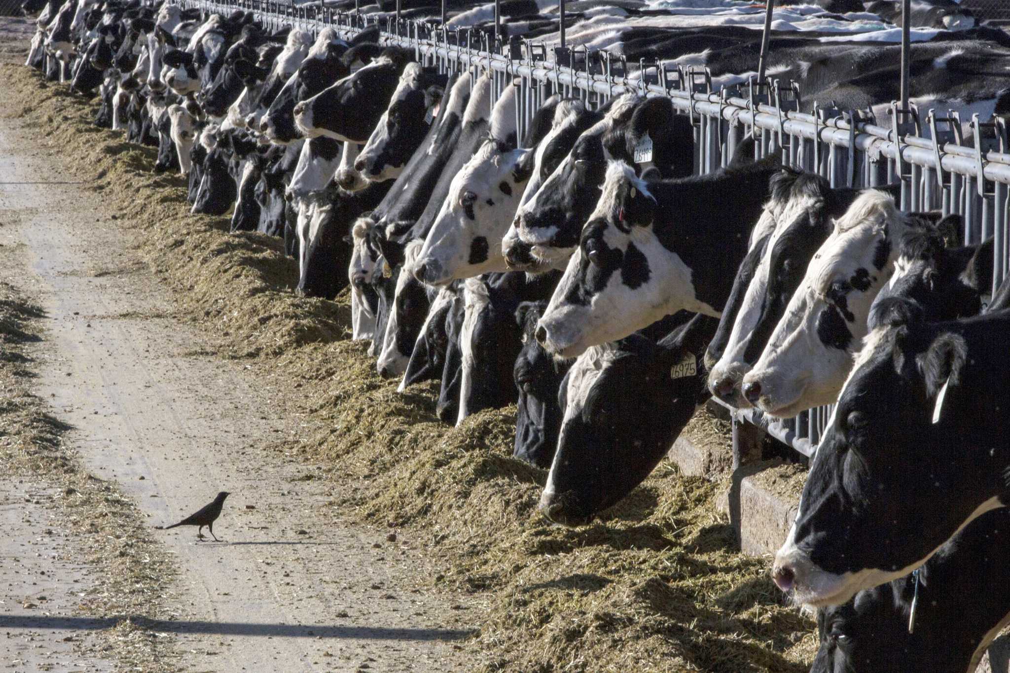 The race to uncover bird flu in the Texas Panhandle - Vimarsana News