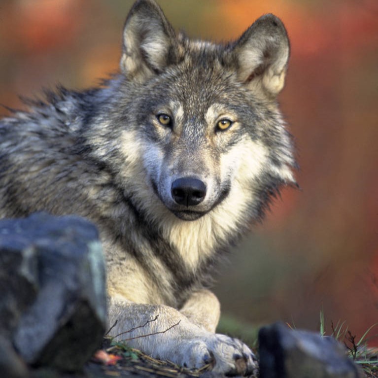 New DNR survey shows stable wolf population in Michigan - Vimarsana News