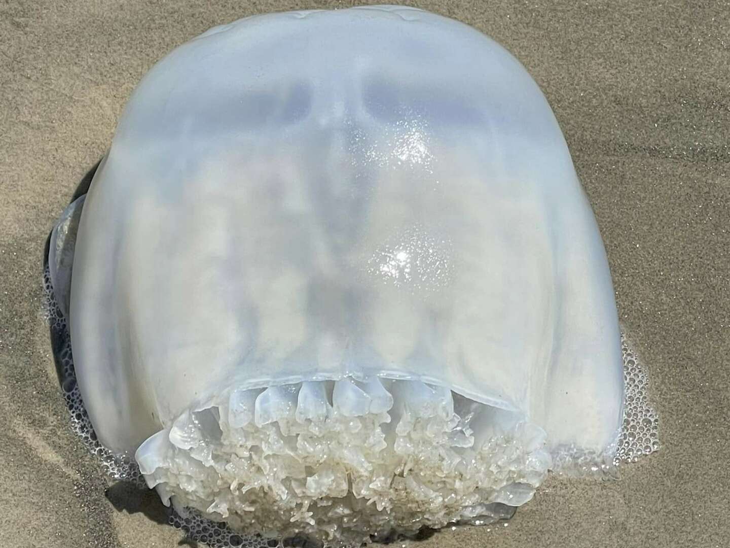 Huge jellyfish that 'looks like a skull' seen on Texas beach