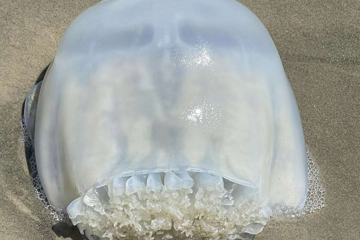 Jessica Rivas found a creepy cabbage head jellyfish at Sea Isle Beach in Galveston on Tuesday. 