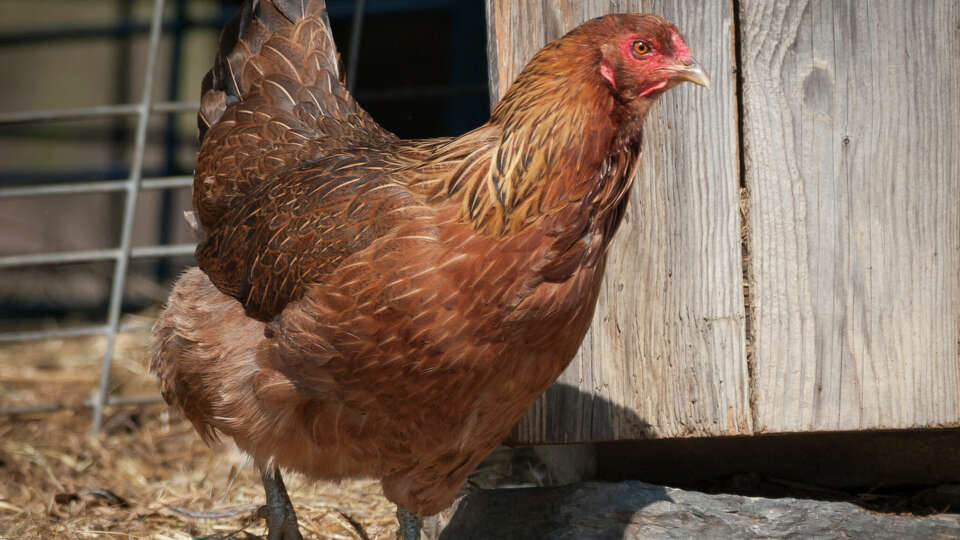 A poultry facility in Farewell, TX had to cease operations after a test for bird flu was positive, announced the Texas Department of Agriculture Tuesday, April 2, 2024. The facility is required to depopulate 1.6 million laying hens and 337,000 pullets.