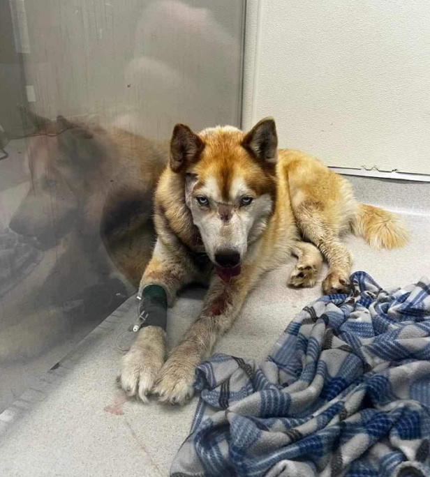 'Miracle' Stafford dog survives getting shot twice in face, owner says