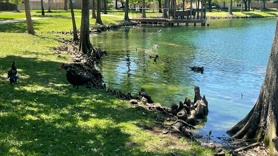 Coles Pond Park in Coles Crossing neighborhood in Cypress faces muscovy duck problem.