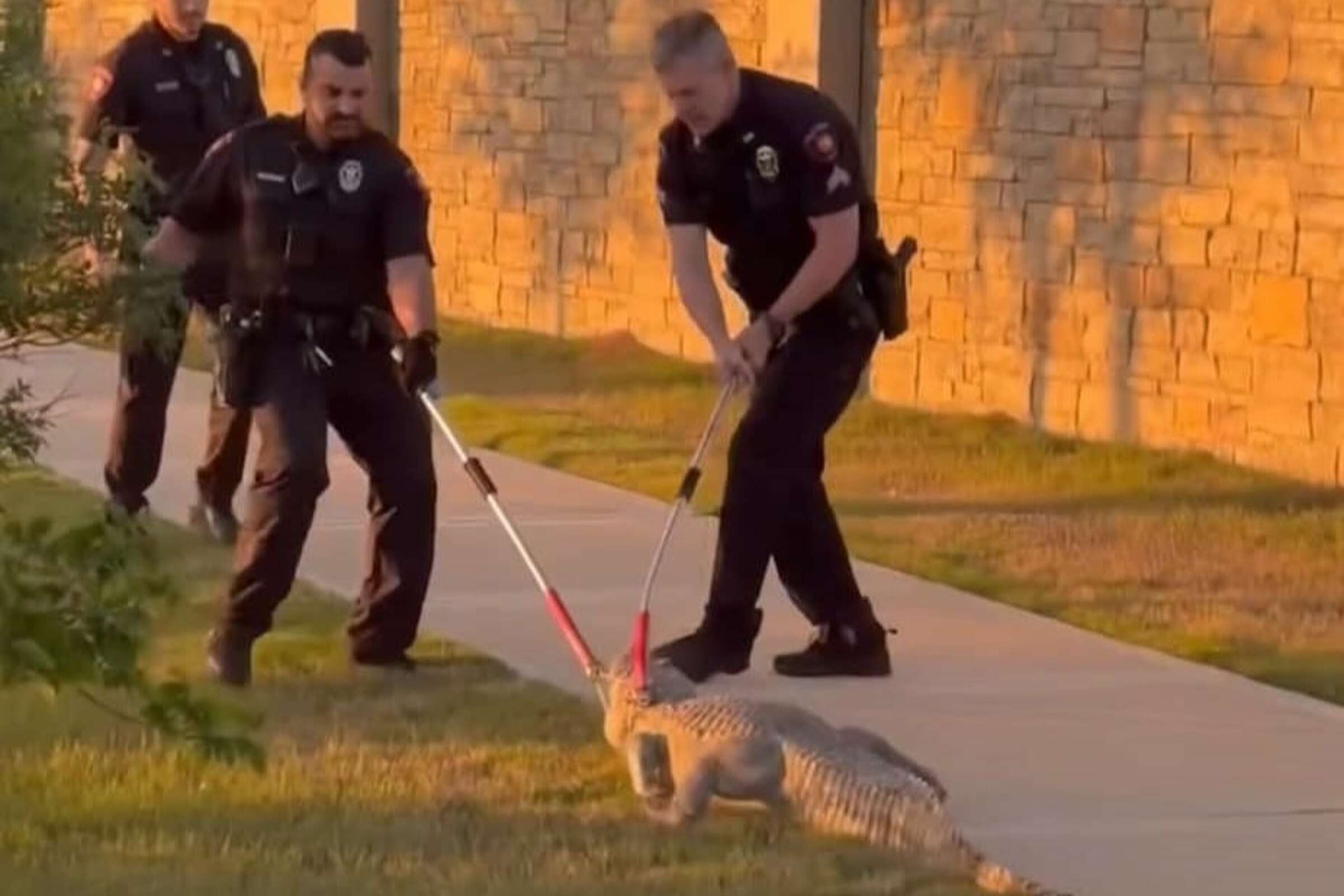 2 big alligators found in Houston area neighborhood