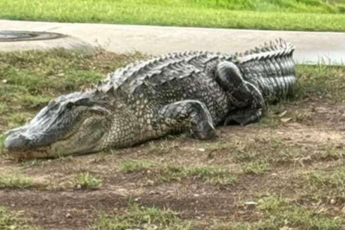 Koby Davis spotted a massive alligator in Cross Creek Ranch on Sunday. 