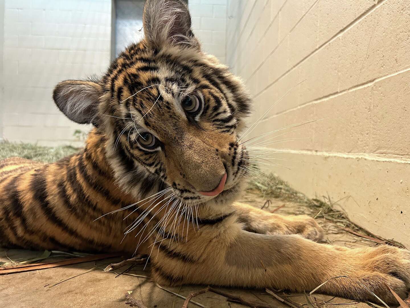 Tiger cub rescued by Oakland Zoo moves to her ‘furrever home’