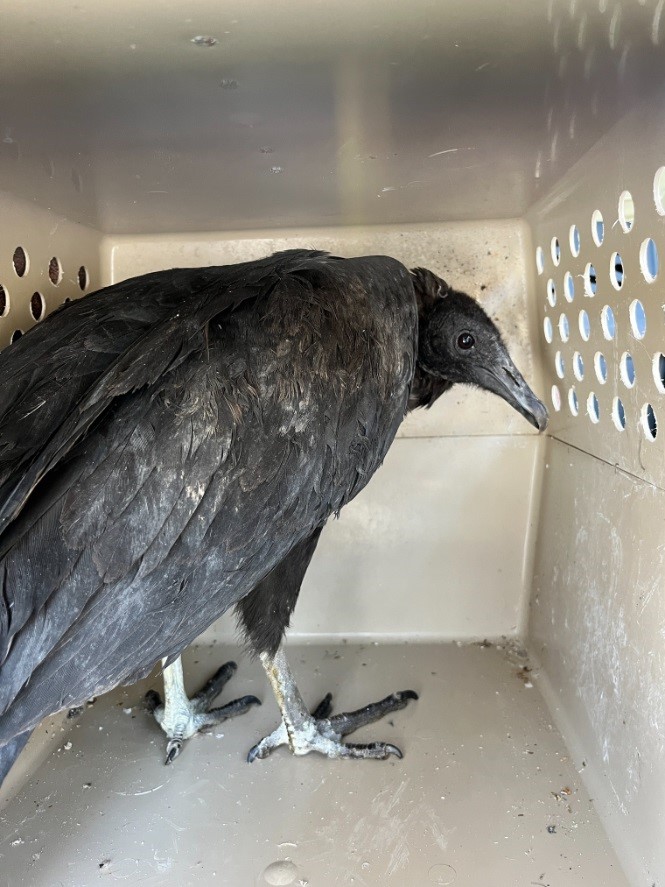 CT vultures that were ‘too drunk to fly’ return home after sobering up