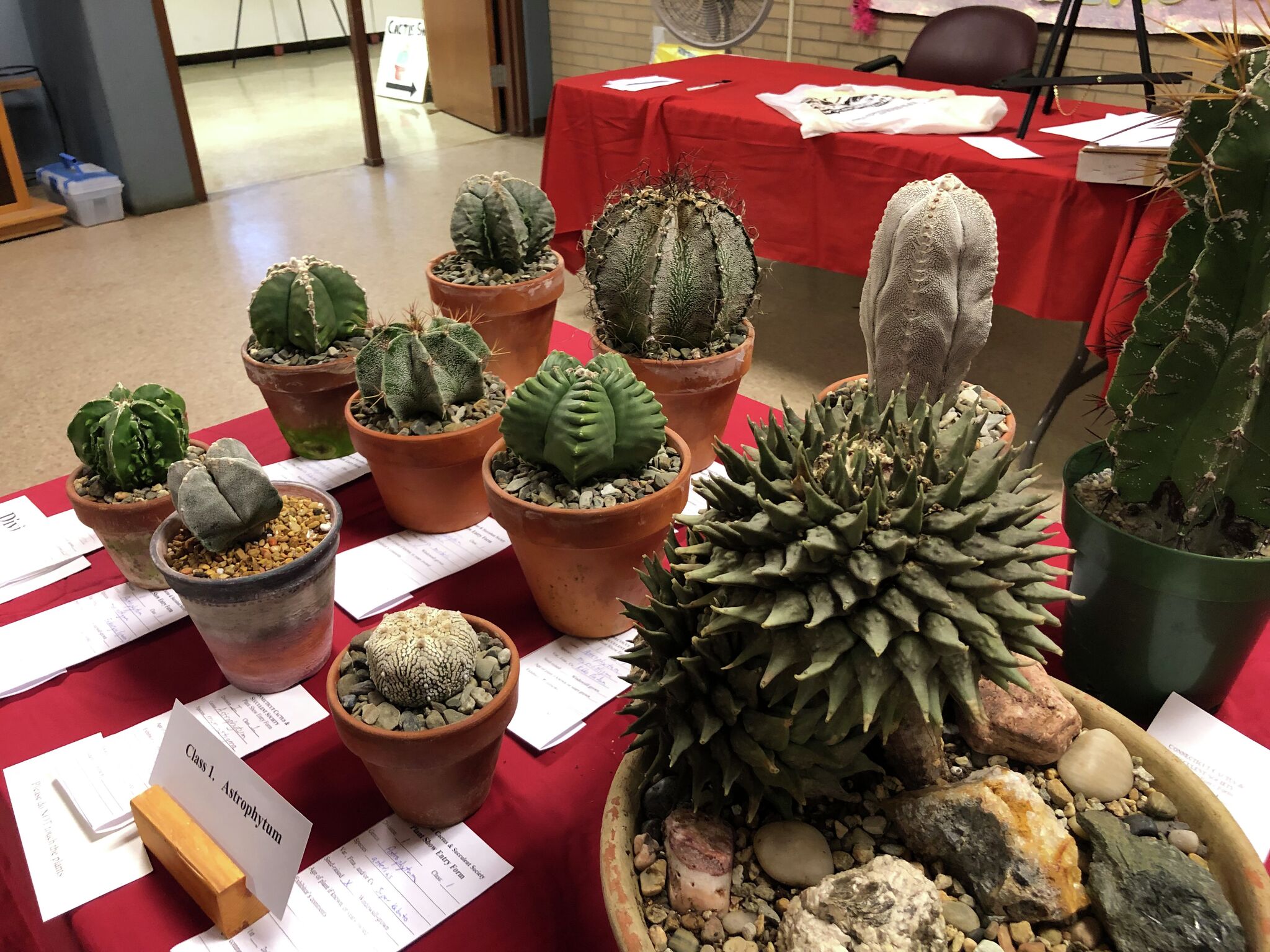 Annual CT cactus & succulent show, sale coming to Bristol this weekend