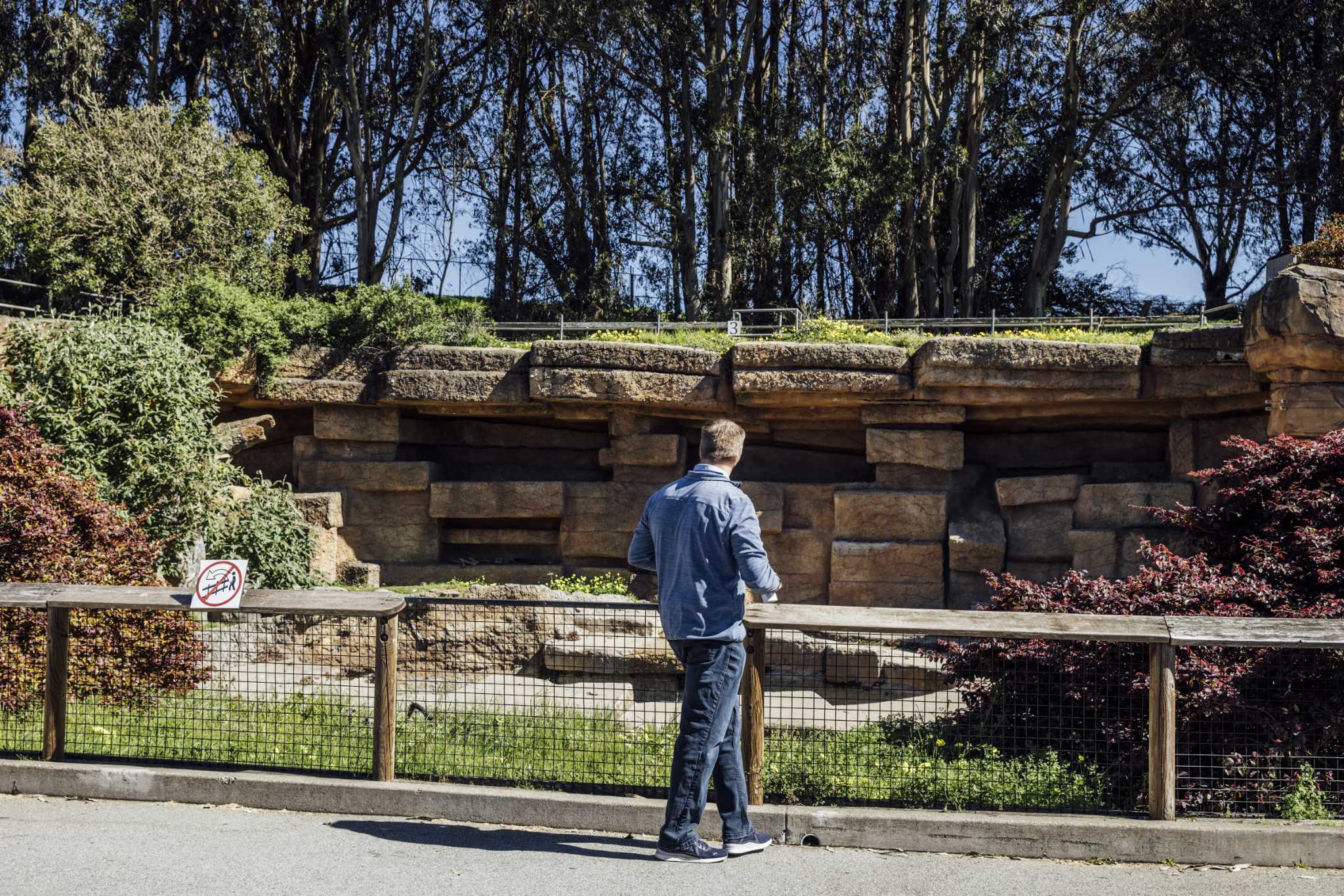 Turmoil at SF Zoo: Grizzly bear chase reignites tension on safety