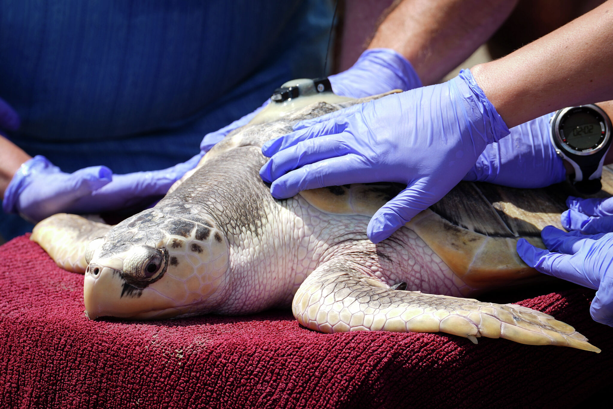 First Kemp's ridley sea turtle nest of 2024 found on Texas coast