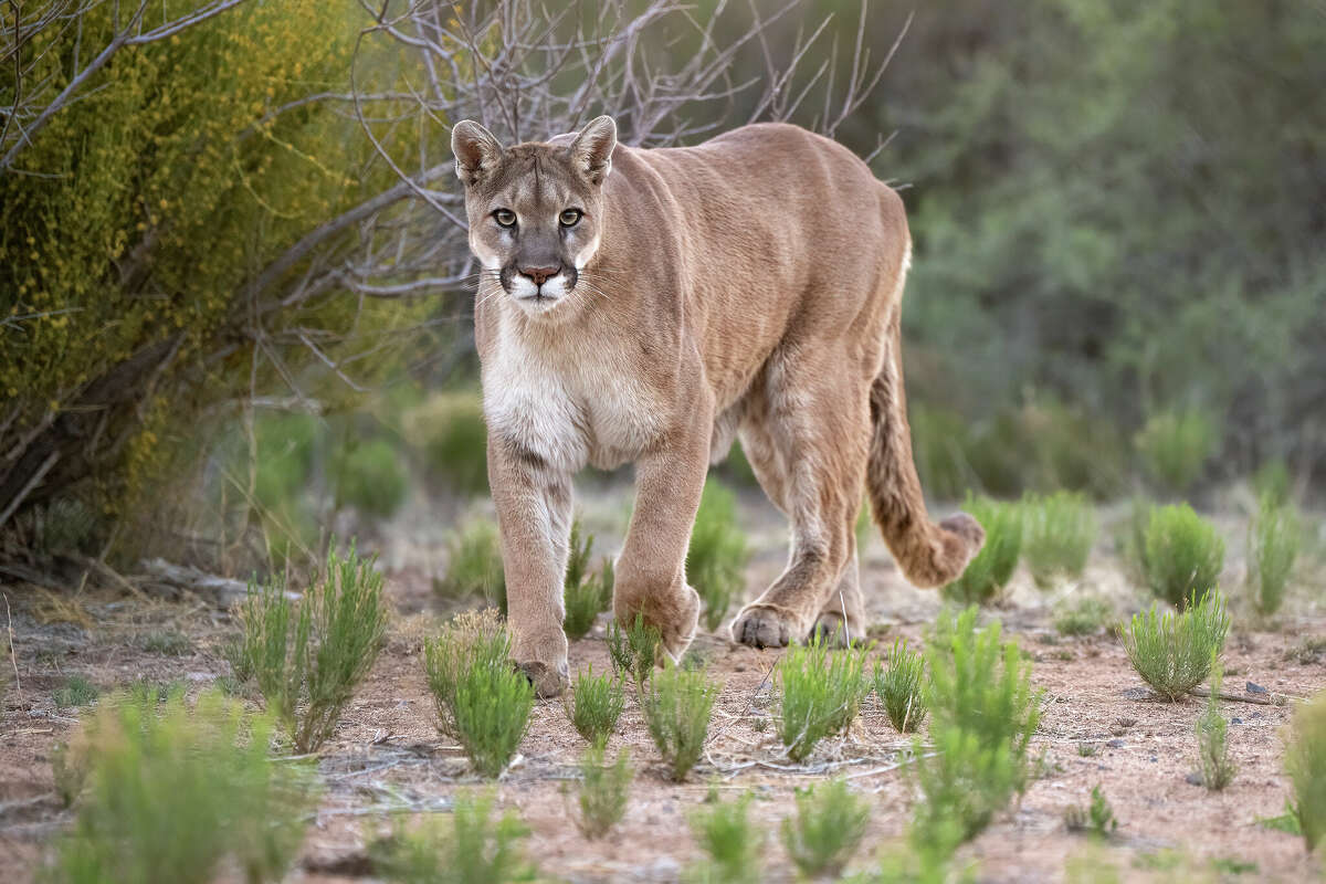 Stock photo. A mountain lion was recently spotted wandering the West Texas town of Presidio, according to local law enforcement. 