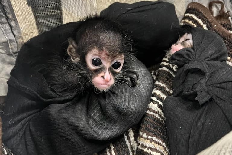 3 little spider monkeys rescued at the Texas border