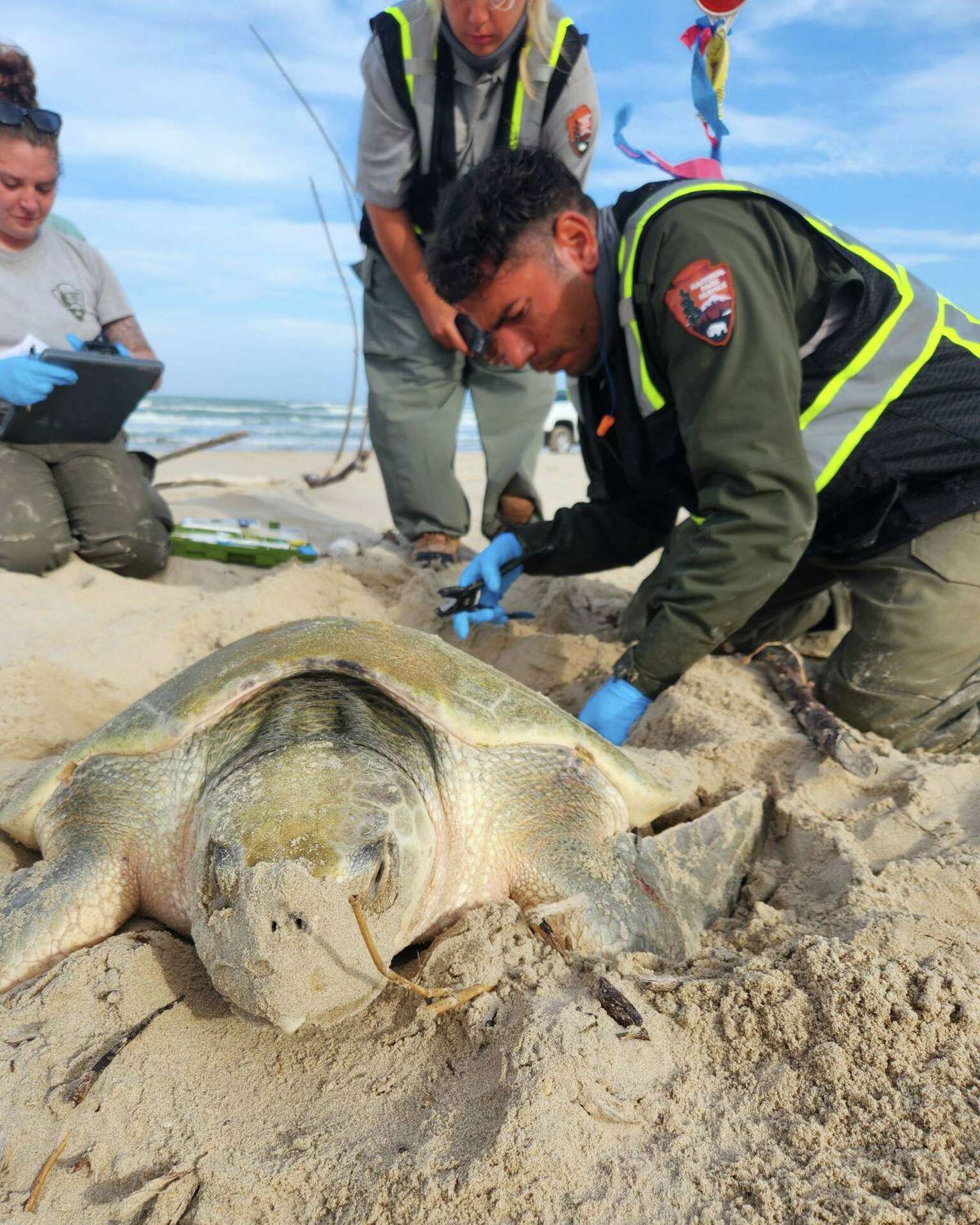 Rare sea turtle lays first nest of season at Texas' Padre Island