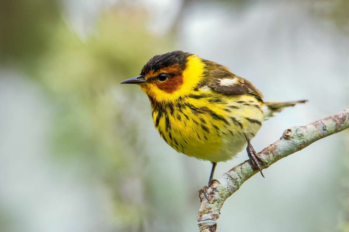 Taken last month in Brazoria County, Photographer Mike Zarella's shot of a Cape May warbler placed third last month in one of Featherfest's weekly photo contests.