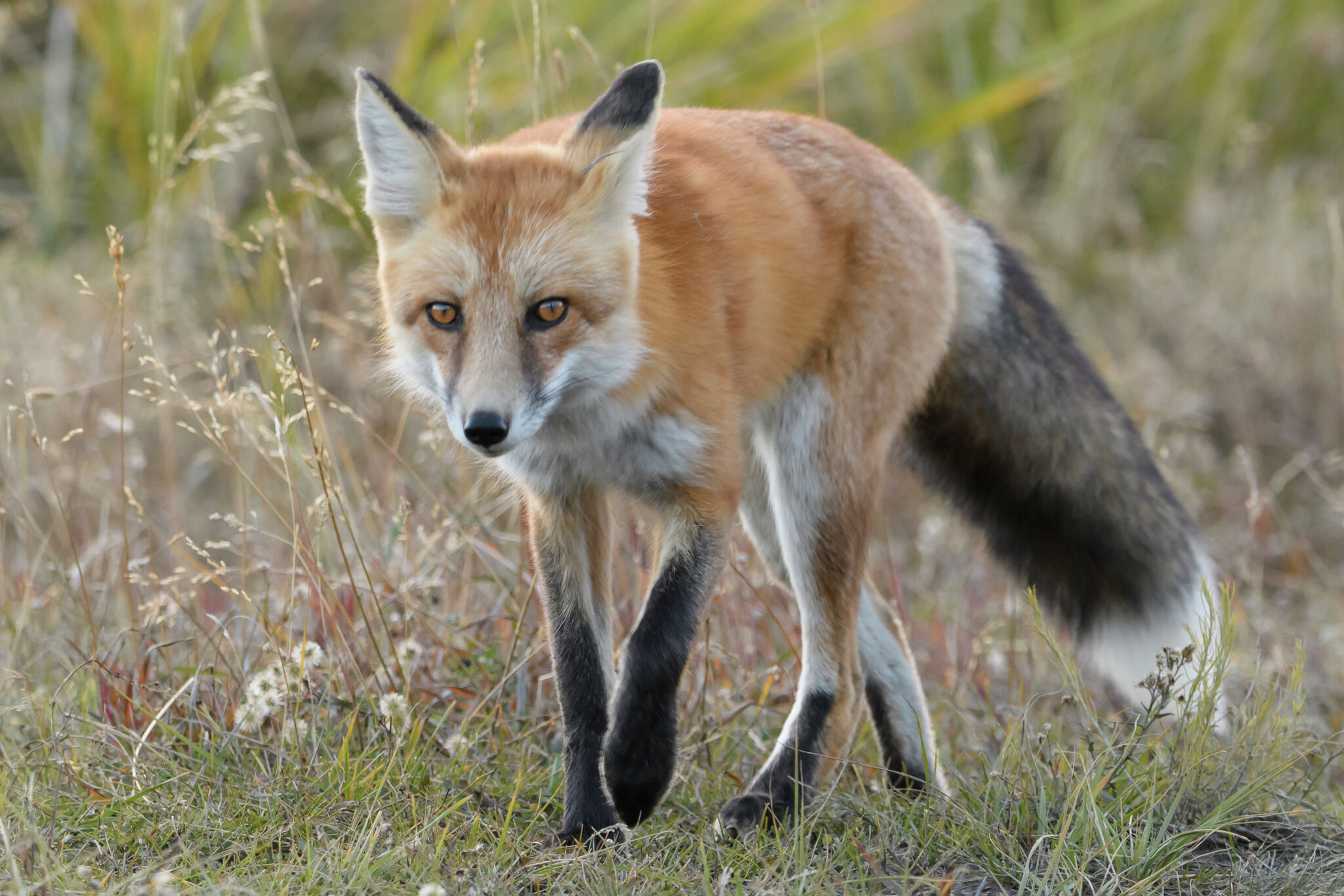 Rabies cases rise in Texas Hill Country, officials warn