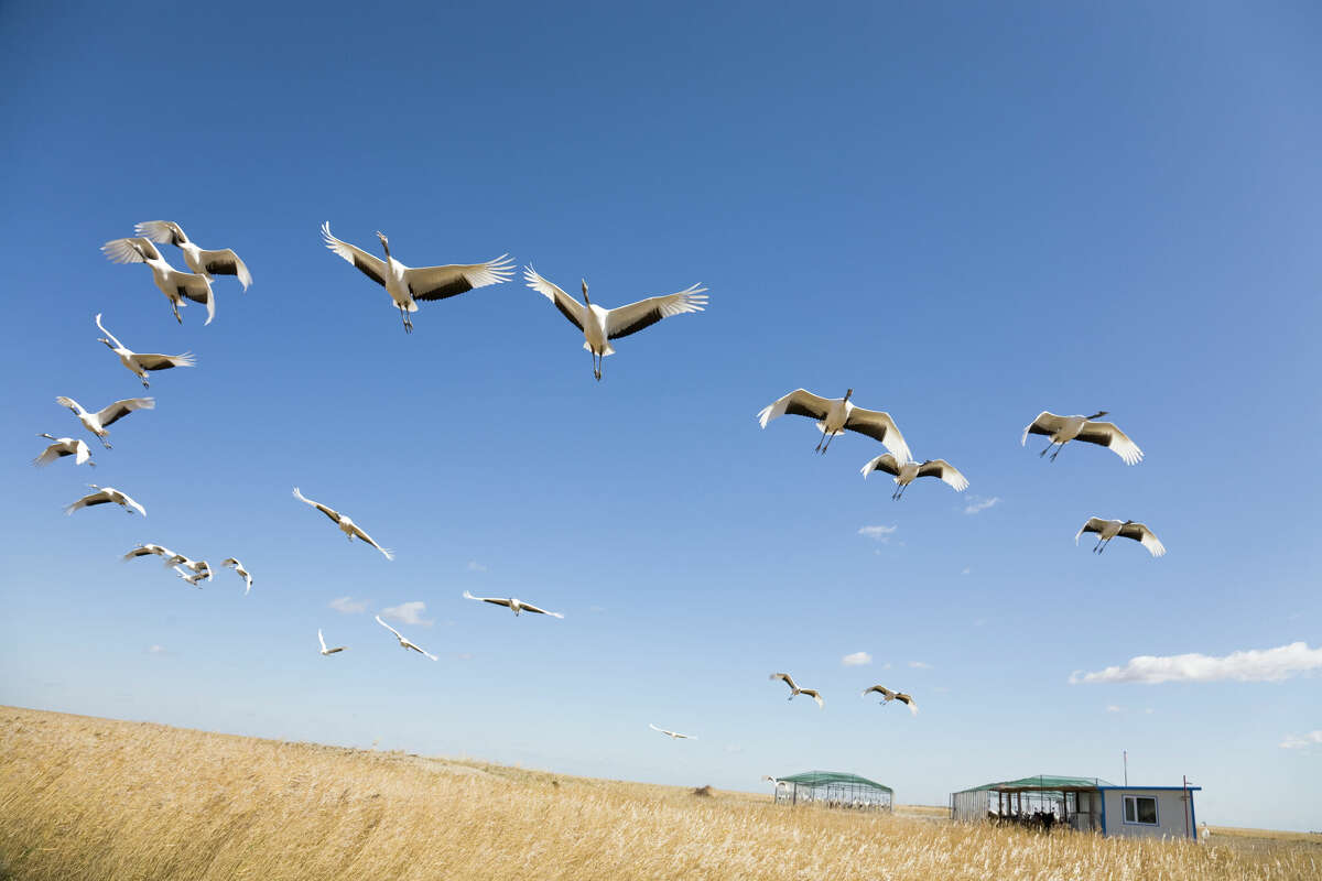 The USFWS recently finalized plans to expand the Aransas National Wildlife Refuge to support endangered species in the region, like the whooping crane. 