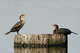 Texas Gulf Coast Fishermen Frustrated By Nuisance Cormorants