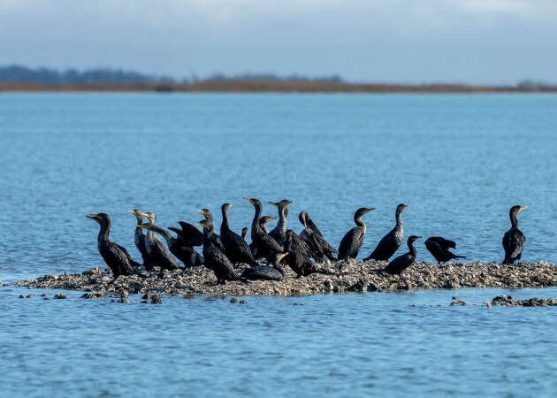 Neotropic and Double-crested Cormorants share an oystershell reef in the Aransas National Wildlife Refuge in Texas.. (Photo by: Jon G. Fuller/VWPics/Universal Images Group via Getty Images)
