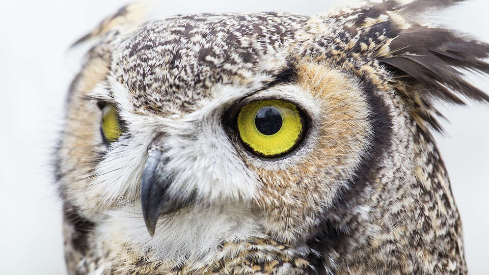 Enjoy live owls and raptors flown by falconers at the 27th Annual Migration Celebration at San Bernard National Wildlife Refuge on April 27 and 28. Photo Credit: Kathy Adams Clark. Restricted use.