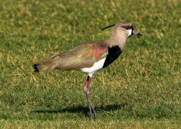 A Southern Lapwing, a species from South America, was recently spotted for the first time in Texas at a golf course in Mercedes. 