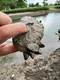 How tiny zebra mussels are causing big problems in Texas lakes