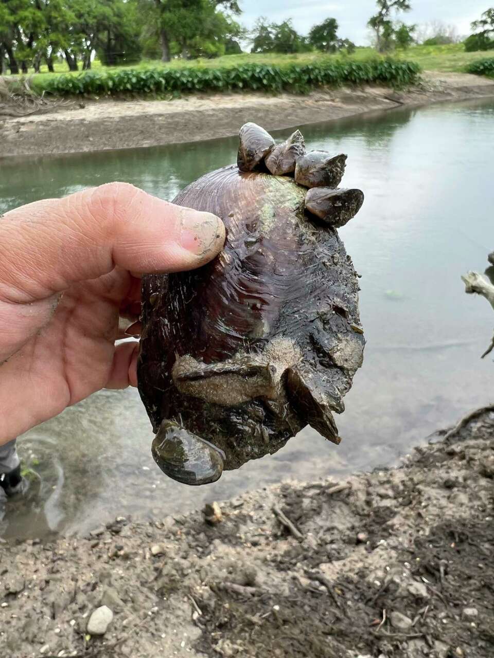 How tiny zebra mussels are causing big problems in Texas lakes
