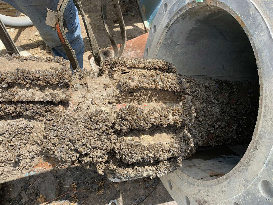 How tiny zebra mussels are causing big problems in Texas lakes