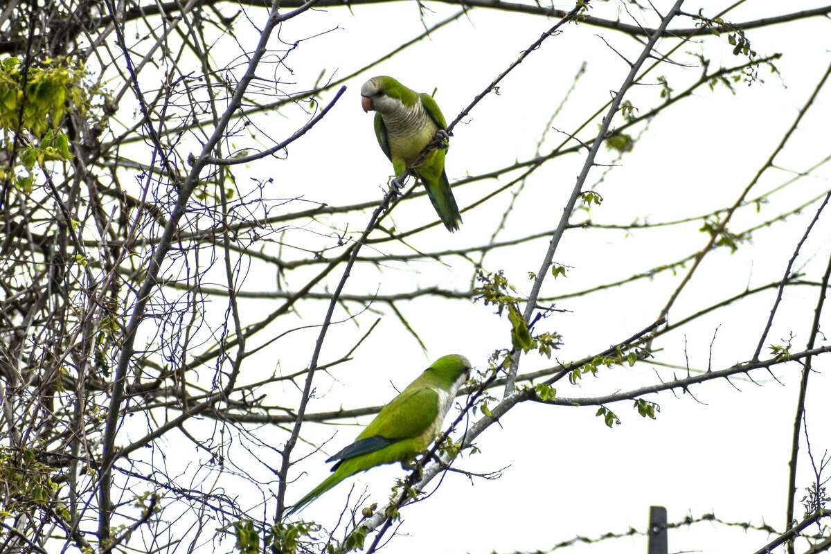 Monk parakeets are seen on a tree near electrical lines in Pearland, Texas. 