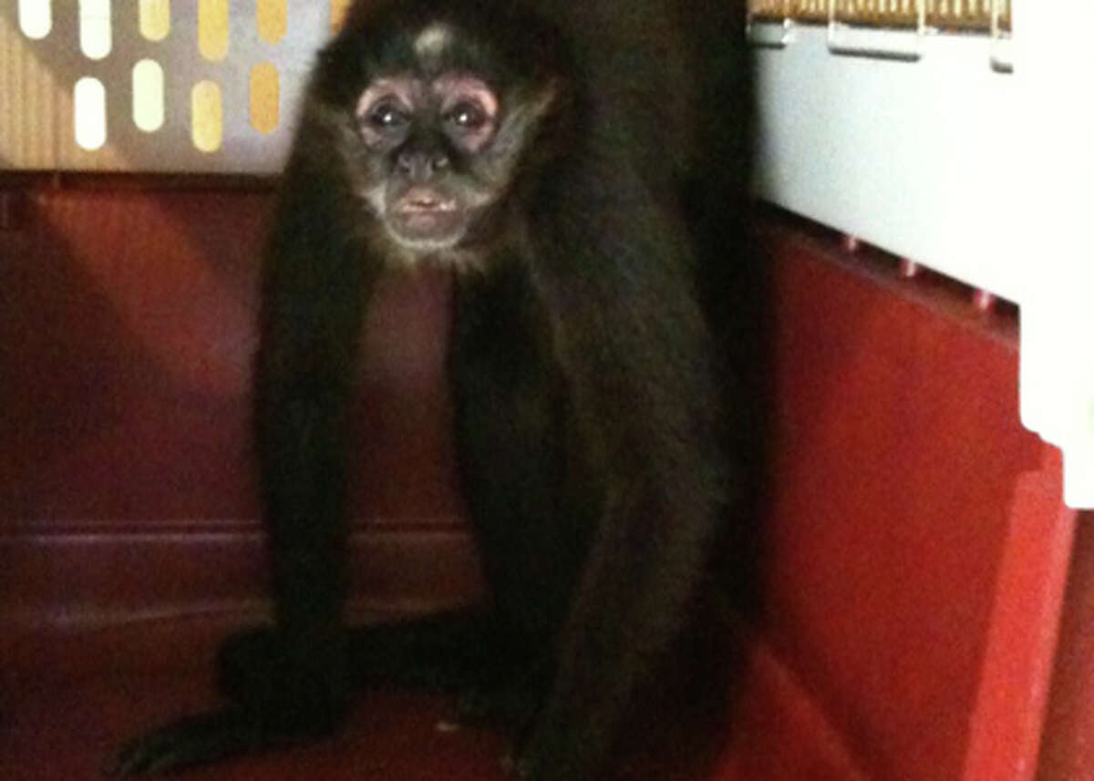 Spider monkey on loose in Southeast Houston corralled by BARC after  encounter with dog – Houston Public Media