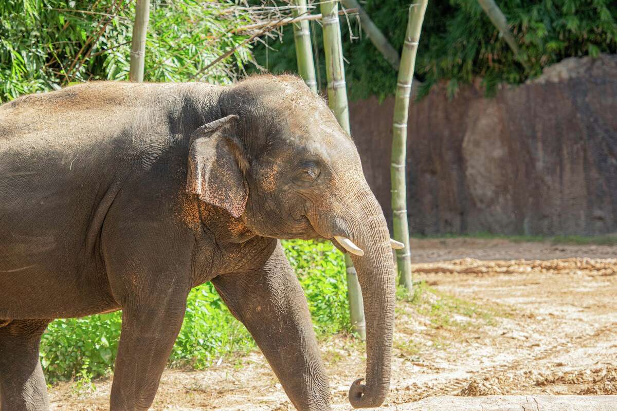 Baylor will soon be leaving the Houston Zoo to join the Asian elephant herd at the Denver Zoo. 